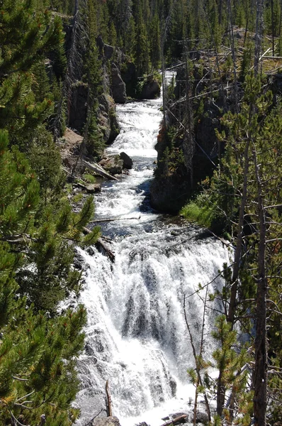 Yellowstone waterfall framed by trees — Stock Photo, Image