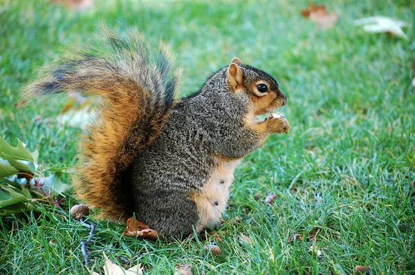 Squirrel nut - verticale naar rechts eten — Stockfoto