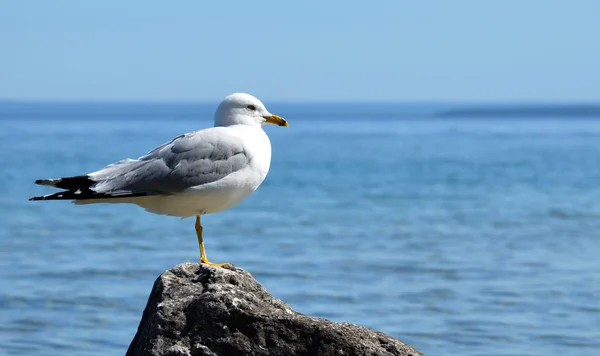 Gaivota na Ilha Mackinac, MI — Fotografia de Stock