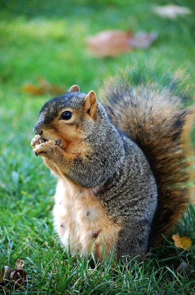 Eichhörnchen fressen Nuss — Stockfoto