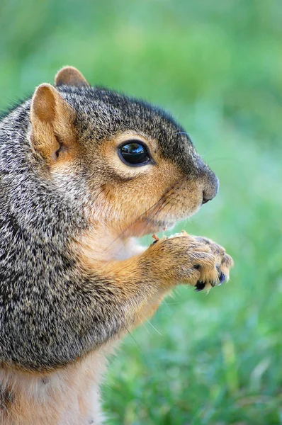 Squirrel eating nut — Stock Photo, Image