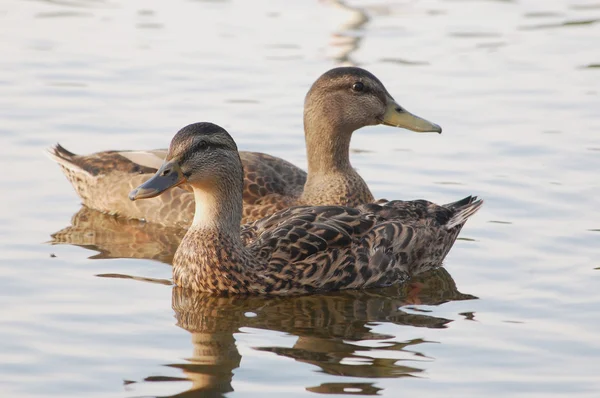 Black ducks looking opposite ways — Stock Photo, Image