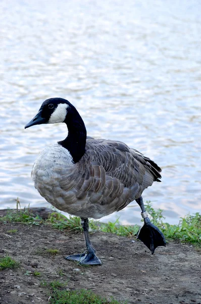 Banded Canada goose showing band — Stock Photo, Image