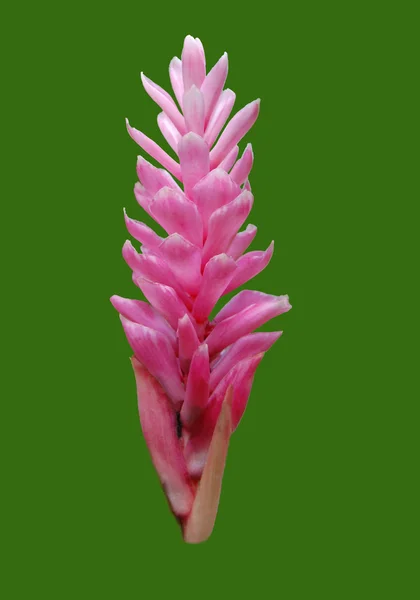 Pink Alpinia purpurata — Stock Photo, Image