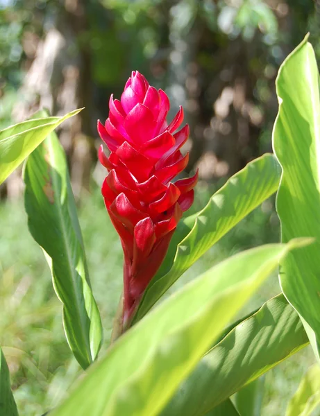 Alpinia Purpurata — Stock fotografie