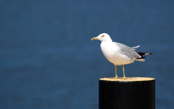 Möwe am Pfosten, näher — Stockfoto