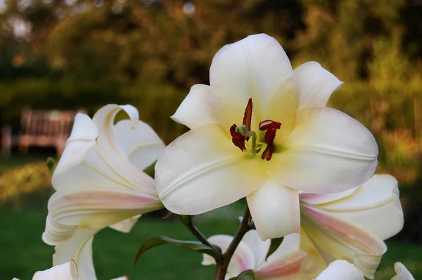 Hvid lilje O.T. Boogie Woogie ved botanisk have, Ann Arbor, MI - Stock-foto