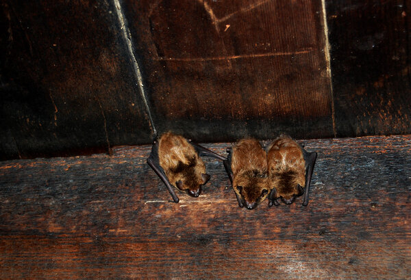 Bats in Tipton Place