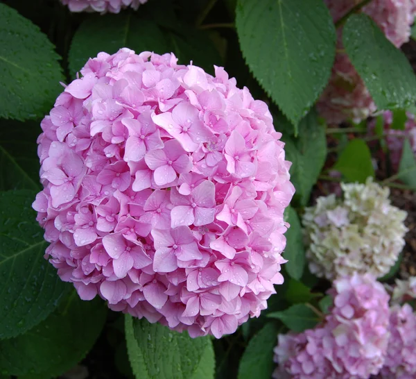 Fiore di ortensia rosa — Foto Stock