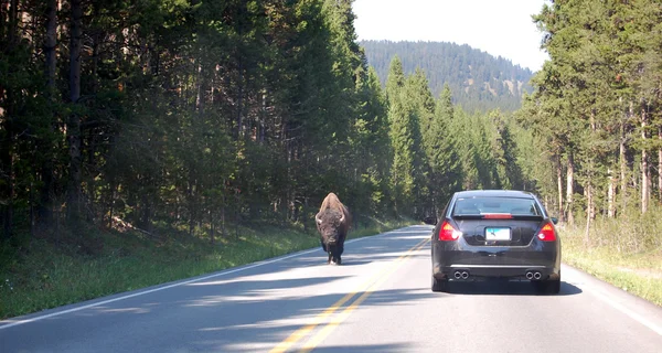 Yellowstone park road - Bison — Stock Photo, Image