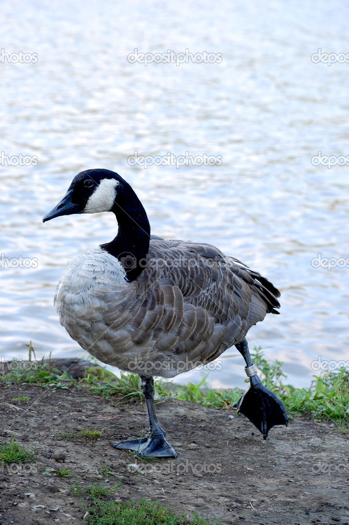 Banded Canada goose showing band