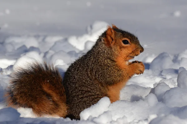 Ardilla en la nieve comiendo mirando hacia la derecha — Foto de Stock