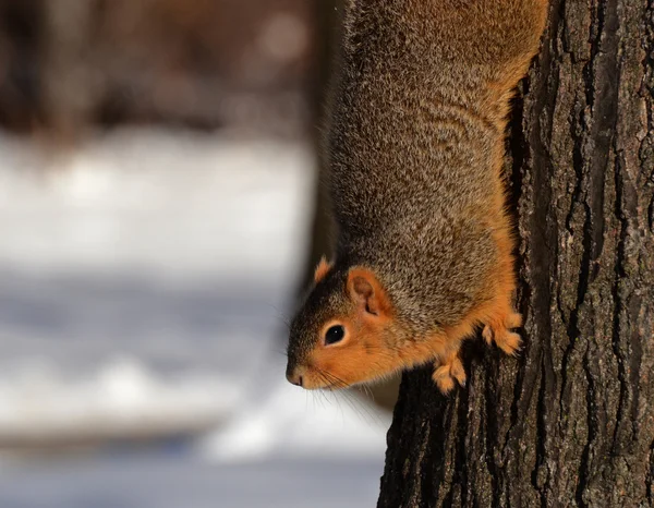 Ardilla en la nieve mirando desde el árbol — Foto de Stock