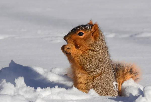 Esquilo na neve de pé comendo — Fotografia de Stock