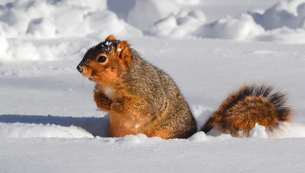 Ardilla en la nieve en la rutina — Foto de Stock