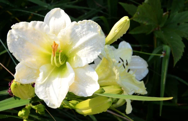 Daylily λευκό πειρασμός — Φωτογραφία Αρχείου