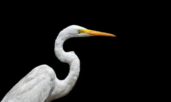 大きい白鷺 — ストック写真