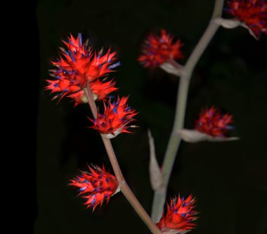 Hohenbergia stellata bromeliad on black clipart