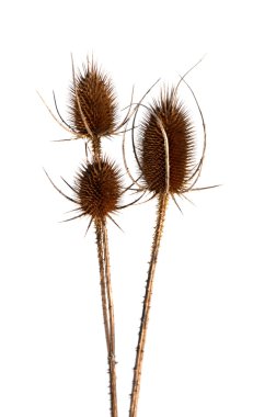 Thistle kış, isoalted