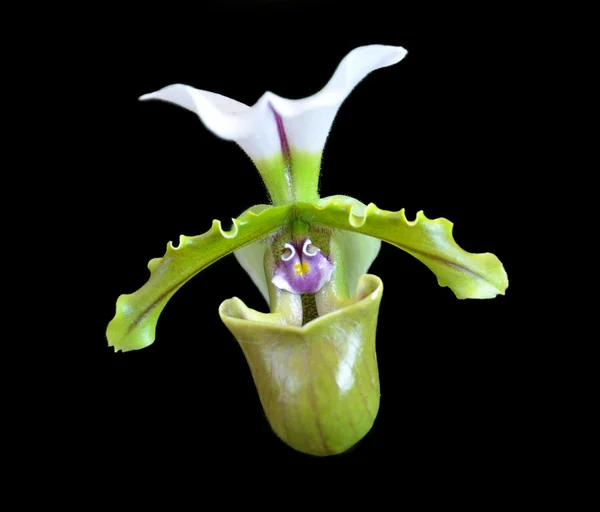 Paphiopedilum spicerianum orchid — Stock Photo, Image