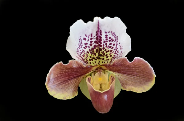 Orquídea Paphiopedilum havana spice — Fotografia de Stock