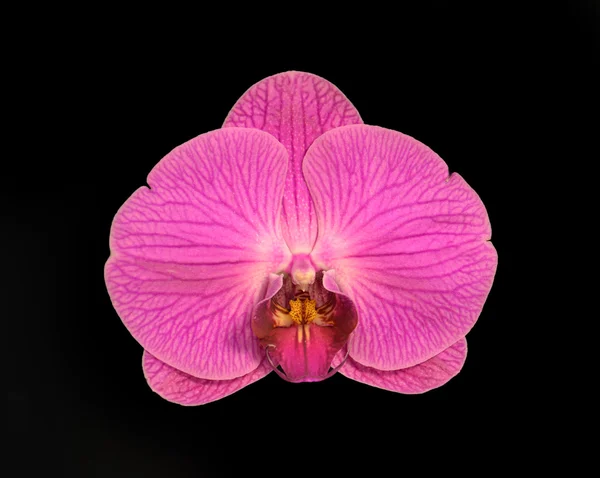 Doritaenopsis chian-huey rode roos sterren — Zdjęcie stockowe