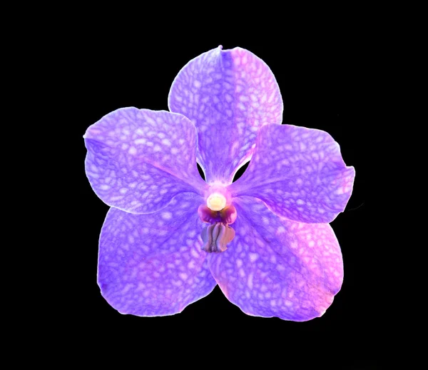 Orquídea vanda pachara deleite — Fotografia de Stock
