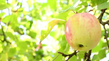Ağaçtaki elma.