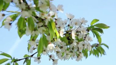 meyve ağacı çiçek