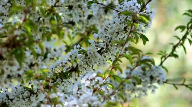 meyve ağacı çiçek