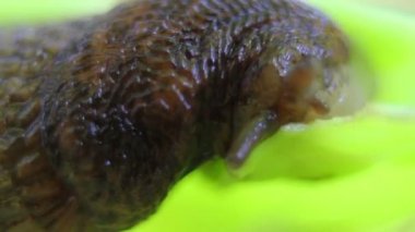 yüzey taramasını slug