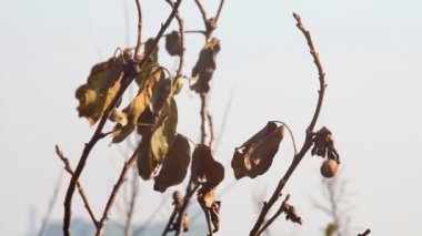 ceviz ağacı sonbahar