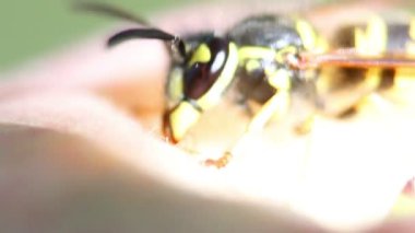 Elmanın üstündeki eşek arısı