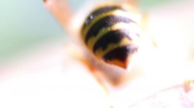 Elmanın üstündeki eşek arısı