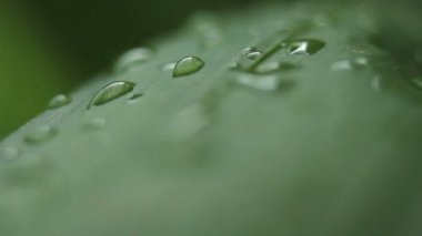 çimenlerin üzerinde çiylira turca