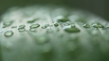 çimenlerin üzerinde çiylira turca