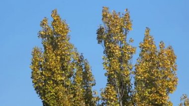 Ağaçlar gökyüzüne karşı