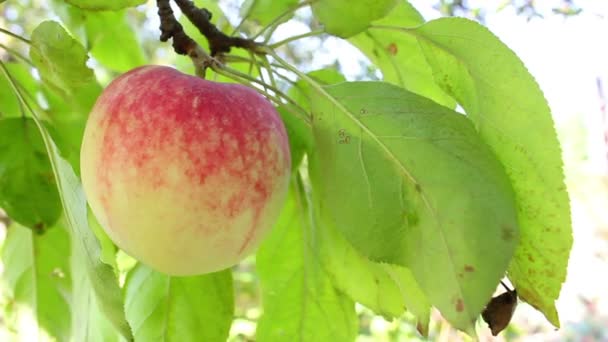 Apfel auf dem Baum — Stockvideo