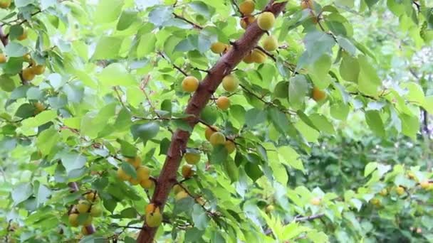Ветвь с фруктовым абрикосом — стоковое видео