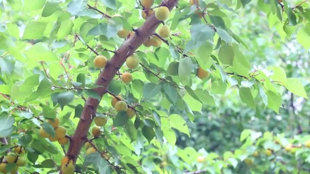 Rama con albaricoque de frutas — Vídeo de stock