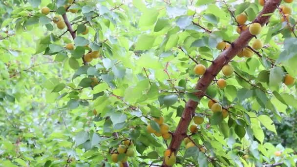 Rama con albaricoque de frutas — Vídeos de Stock