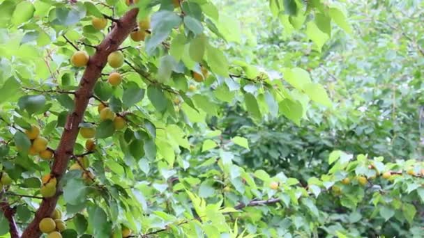 Rama con albaricoque de frutas — Vídeos de Stock