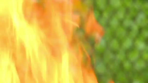 Płomień ognia — Wideo stockowe