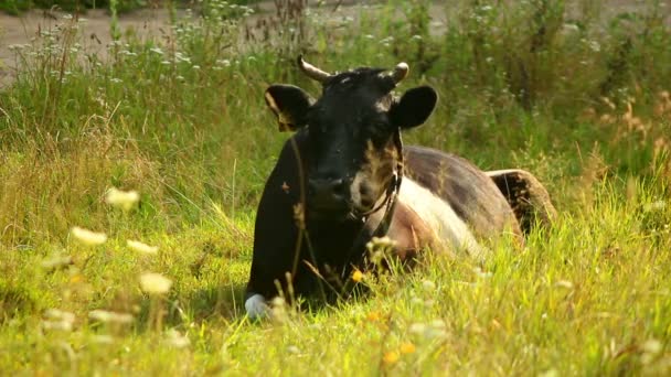 Cow in the meadow — Stock Video