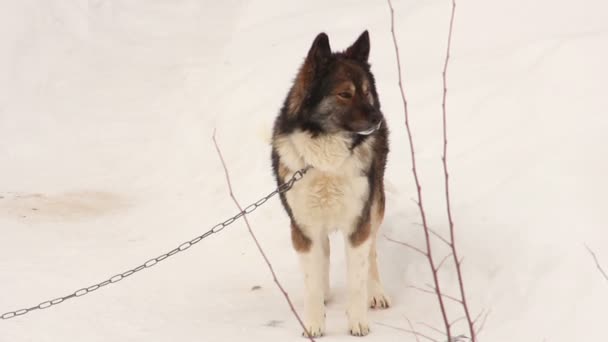 Σκυλί στο χιόνι — Αρχείο Βίντεο