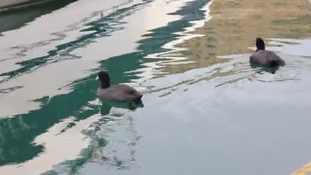 Enten auf dem Wasser — Stockvideo