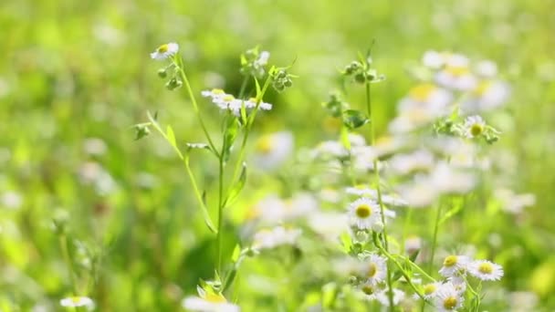 Field chamomile — Stock Video