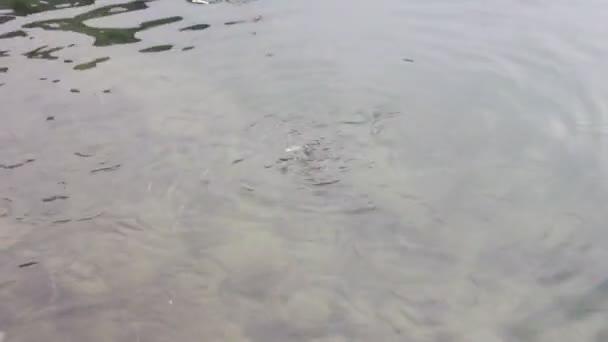 poissons dans l'eau