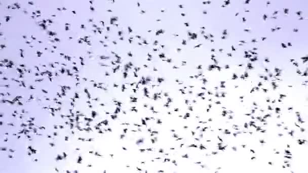 Flock av fåglar — Stockvideo
