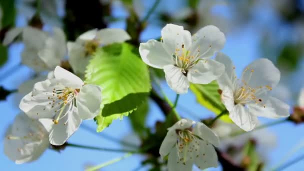 Árvore de fruto em flor — Vídeo de Stock